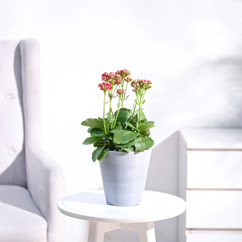 Kalanchoe - Pink