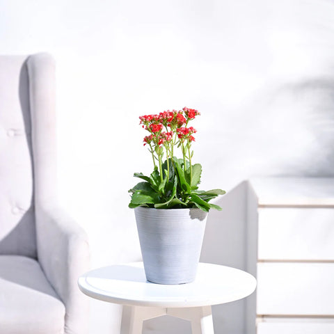 Kalanchoe Red