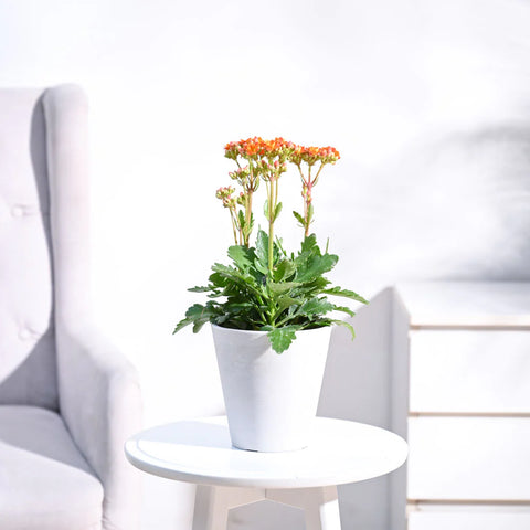 Kalanchoe Orange