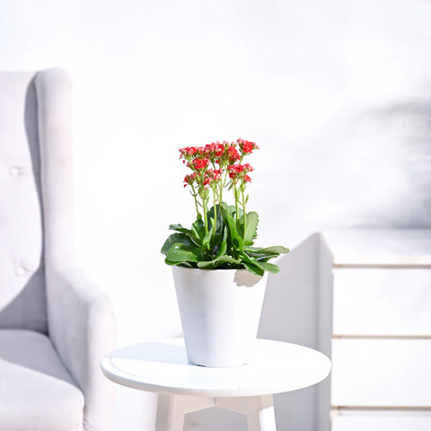 Kalanchoe Red