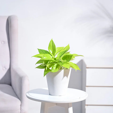 Money Plant Golden