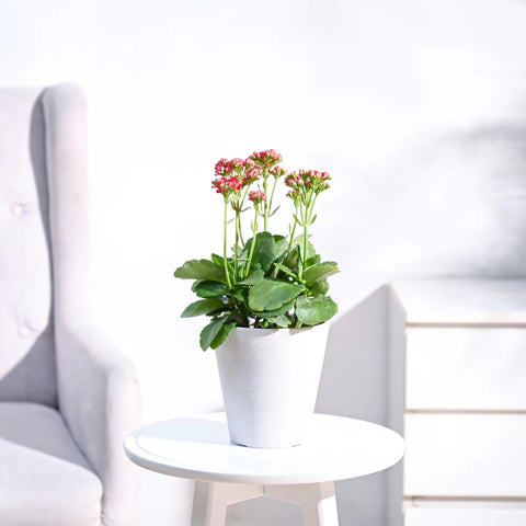 Kalanchoe - Pink