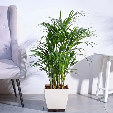 Areca Palm XL