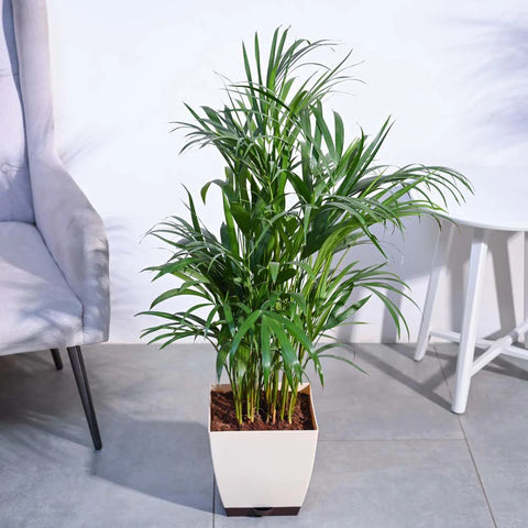 Areca Palm XL