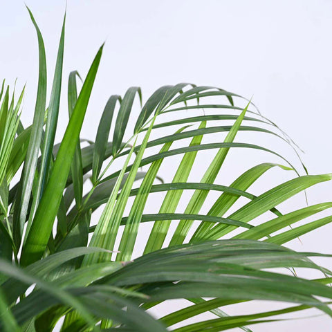 Areca Palm XL