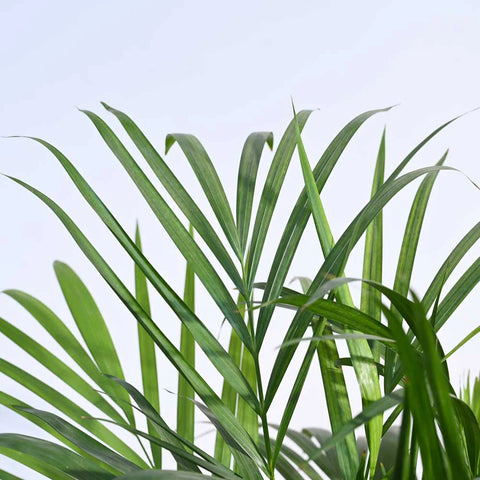 Areca Palm XL