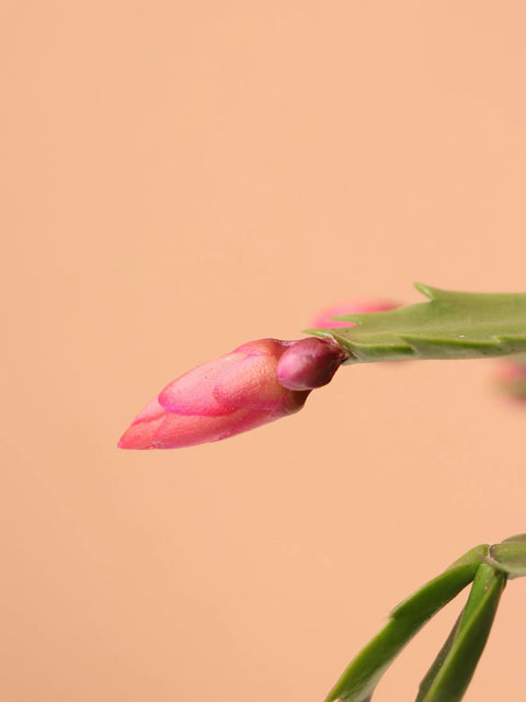 Christmas Cactus