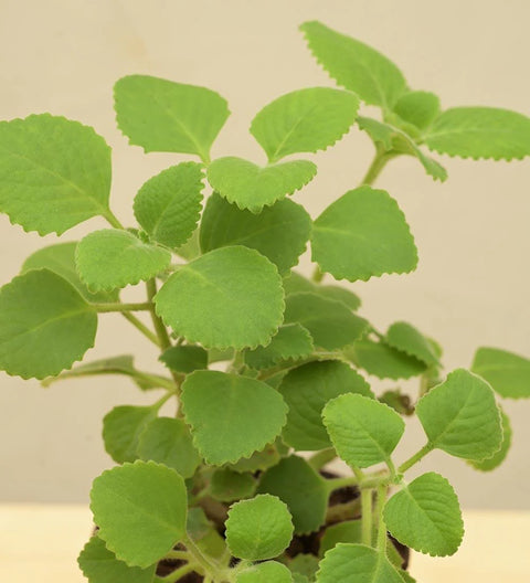 Ajwain