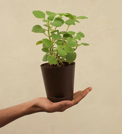 Ajwain
