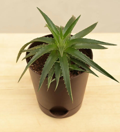 Dyckia Brevifolia