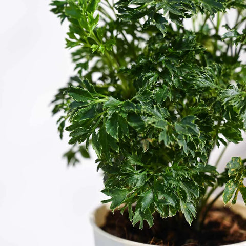 Aralia Golden