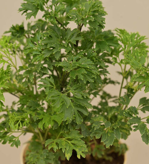 Aralia Golden