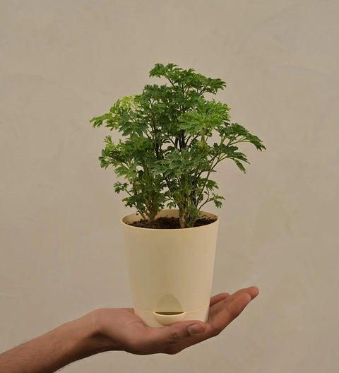 Aralia Golden