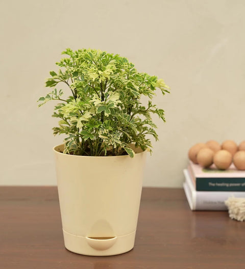 Aralia Variegated