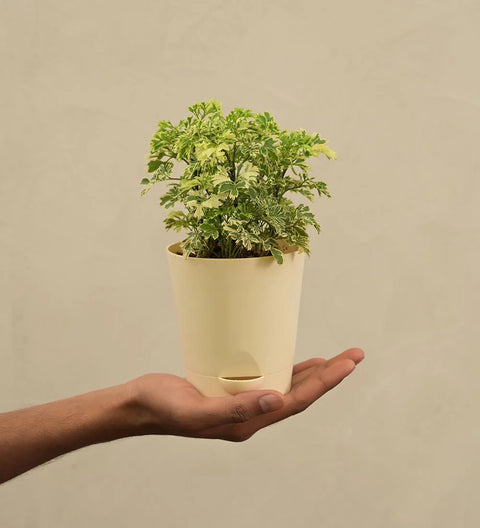 Aralia Variegated