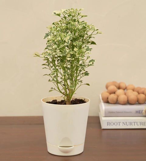 Aralia White Variegated