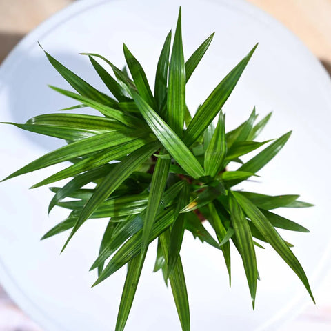 Areca Palm