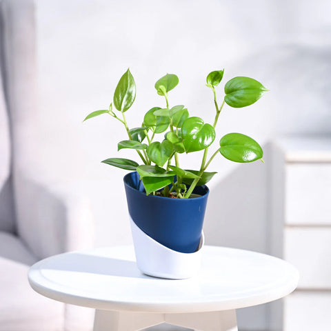 Peperomia Obtusifolia - Green