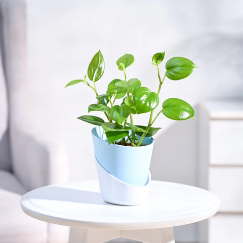 Peperomia Obtusifolia - Green