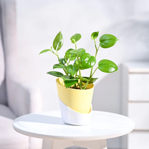 Peperomia Obtusifolia - Green