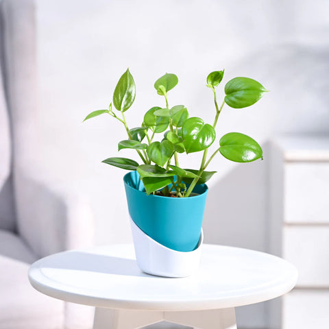 Peperomia Obtusifolia - Green