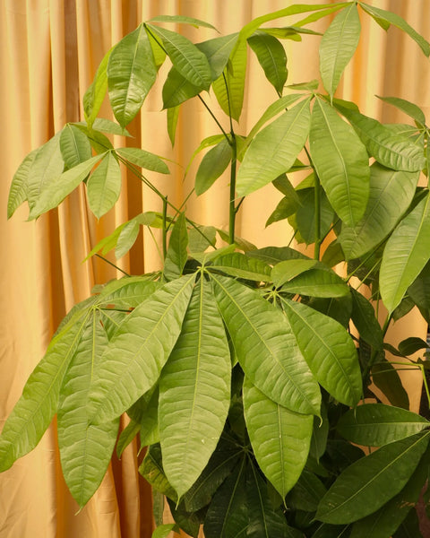 Money Tree XL