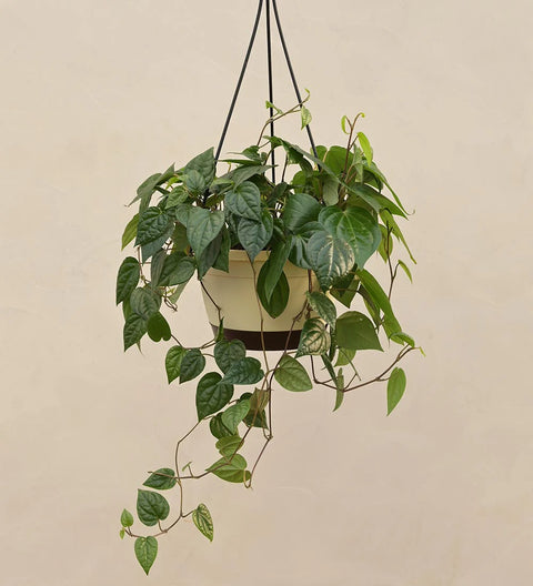 Betel Leaf