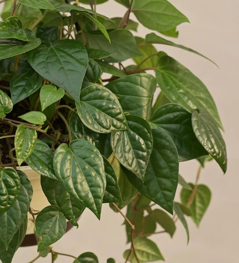 Betel Leaf