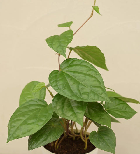 Betel Leaf