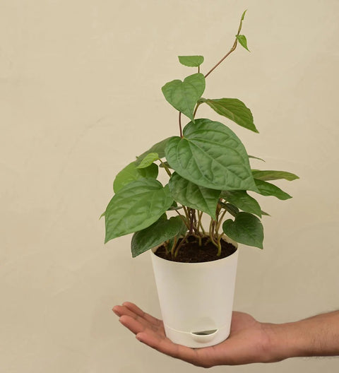 Betel Leaf