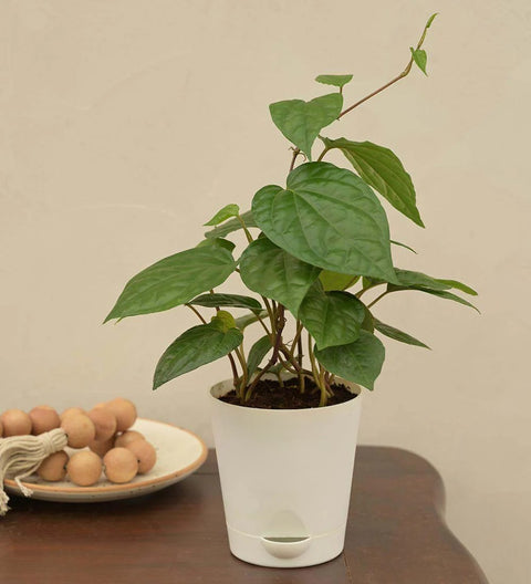 Betel Leaf