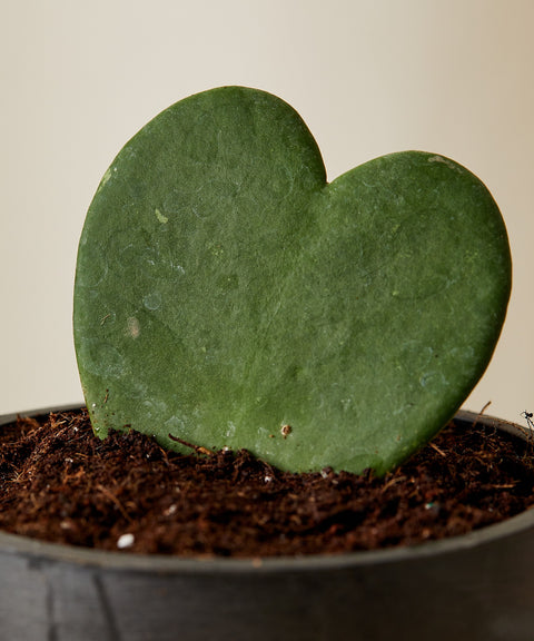 Heart Hoya