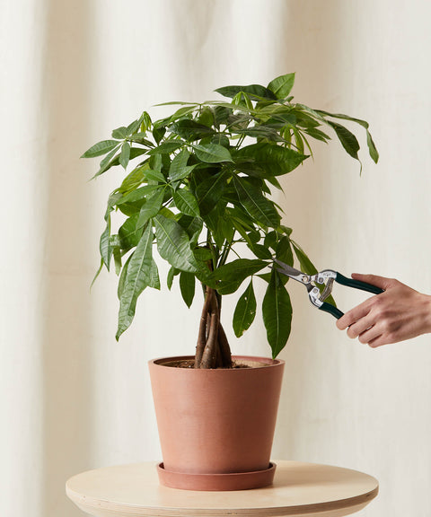 Money Tree