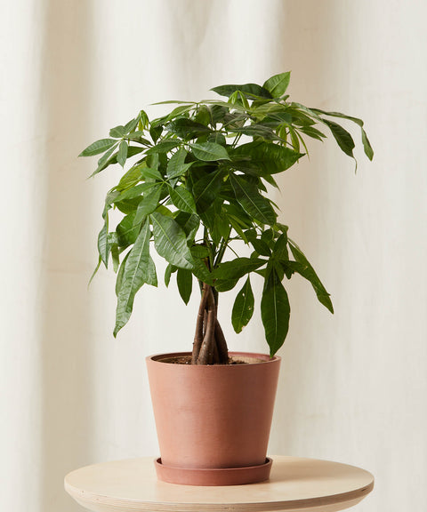 Money Tree