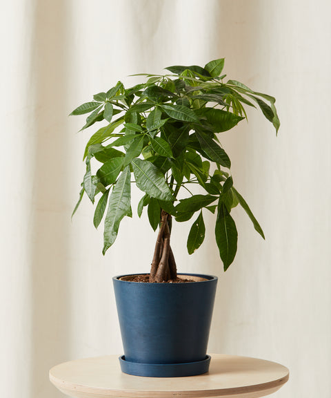 Money Tree