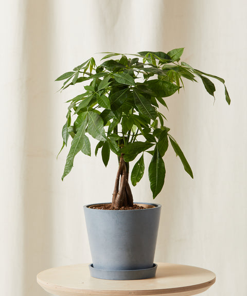 Money Tree