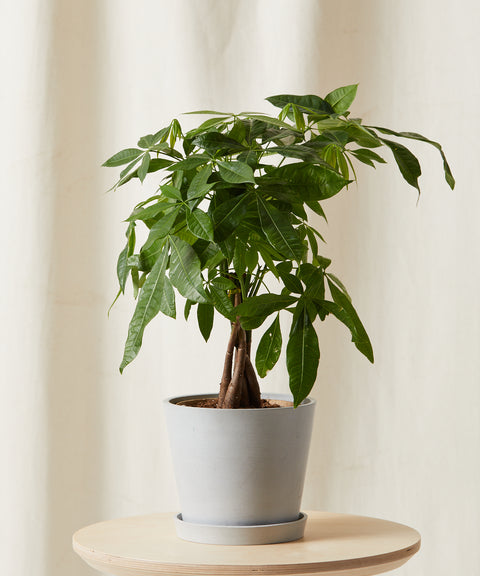 Money Tree