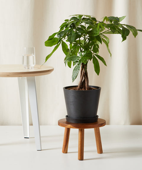 Money Tree