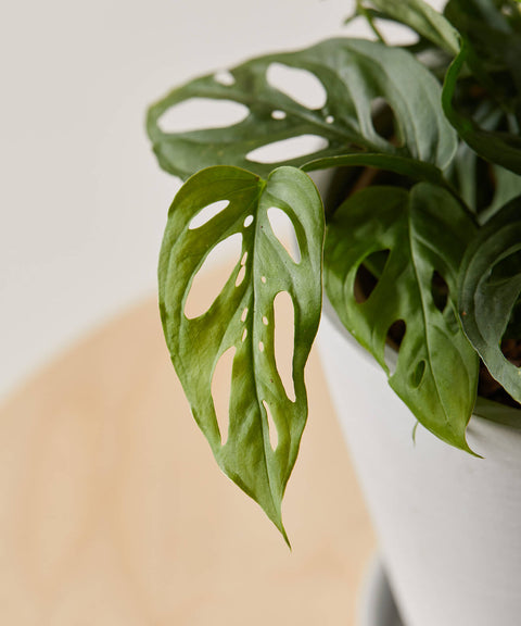 Philodendron Broken Heart