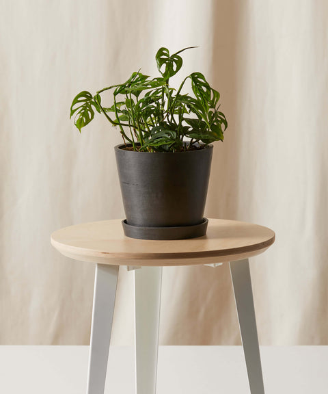 Philodendron Broken Heart