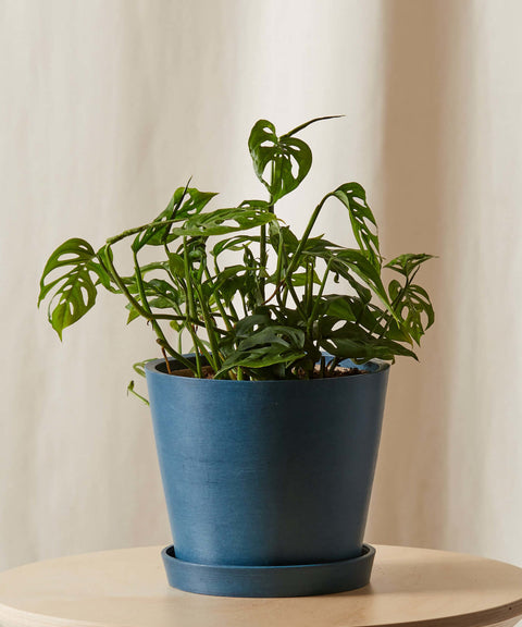 Philodendron Broken Heart