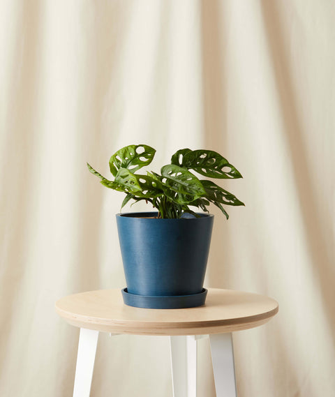 Philodendron Broken Heart