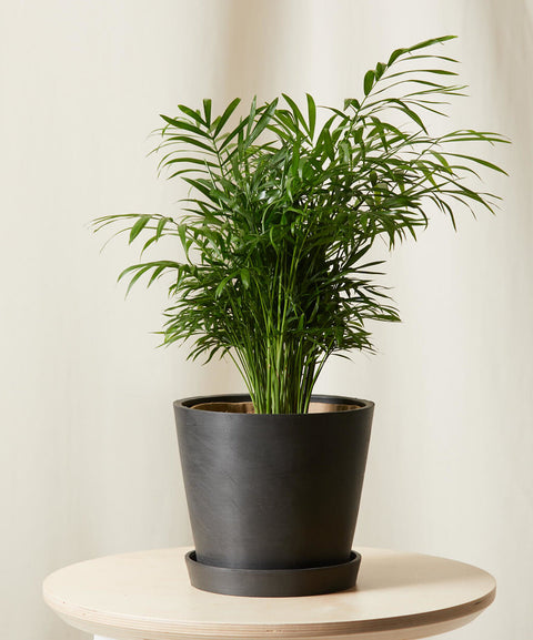 Parlour Palm