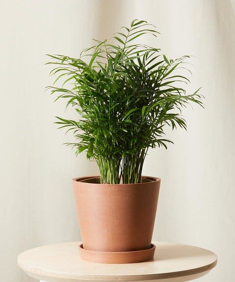 Parlour Palm