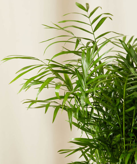 Parlour Palm