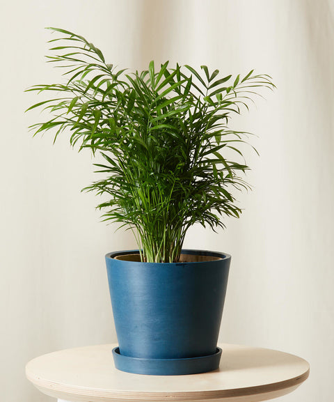Parlour Palm
