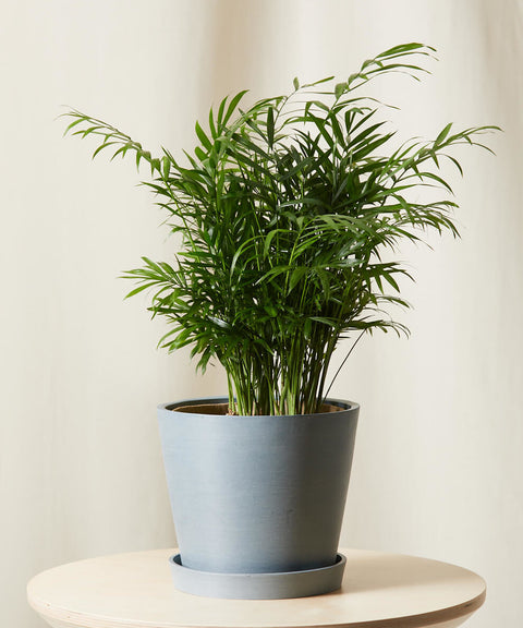 Parlour Palm
