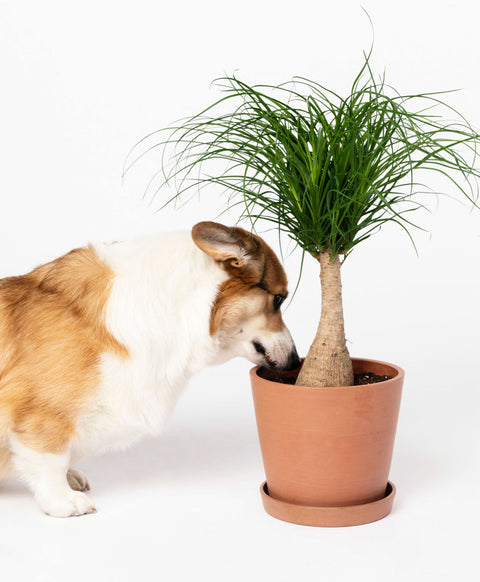 Nolina Palm