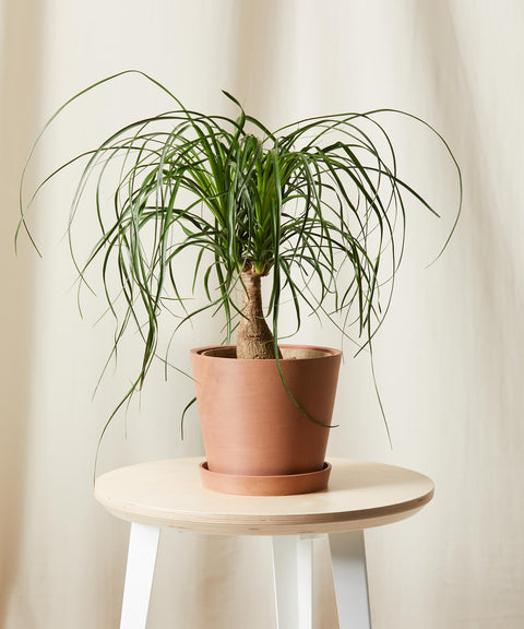 Nolina Palm