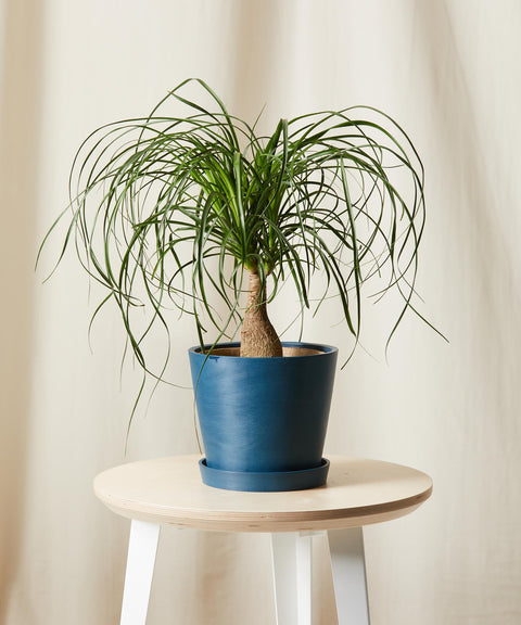 Nolina Palm